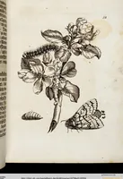 Picture 16 of 45 from (Band 1) (1679), leaf 59