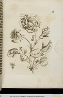 Picture 17 of 45 from (Band 1) (1679), leaf 62