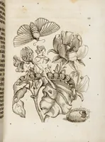 An illustration from (Band 1) (1679)
