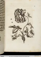 An illustration from (Band 1) (1679)