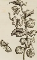 Picture 22 of 45 from (Band 1) (1679), leaf 80