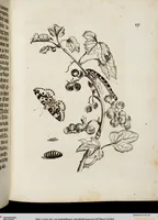 An illustration from (Band 1) (1679)