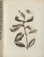 An illustration from (Band 1) (1679)