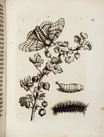 An illustration from (Band 1) (1679)