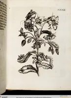 An illustration from (Band 2) (1683)