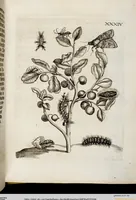 Picture 38 of 55 from (Band 2) (1683), leaf 108