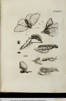 An illustration from (Band 2) (1683)