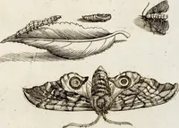 An illustration from (Band 2) (1683)