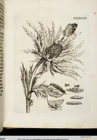 Picture 43 of 55 from (Band 2) (1683), leaf 120