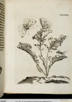 Picture 45 of 55 from (Band 2) (1683), leaf 123