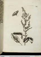 Picture 46 of 55 from (Band 2) (1683), leaf 126