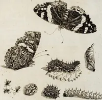 An illustration from (Band 2) (1683)