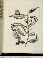 Picture 51 of 55 from (Band 2) (1683), leaf 144