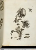 Picture 55 of 55 from (Band 2) (1683), leaf 156