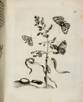 Picture 6 of 55 from (Band 2) (1683), leaf 18