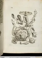 An illustration from (Band 2) (1683)
