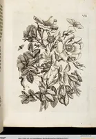 Picture 10 of 55 from (Band 2) (1683), leaf 27