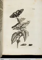 Picture 11 of 55 from (Band 2) (1683), leaf 30