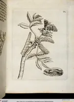 Picture 12 of 55 from (Band 2) (1683), leaf 33