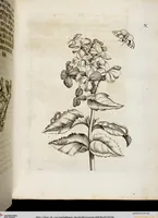 Picture 13 of 55 from (Band 2) (1683), leaf 36