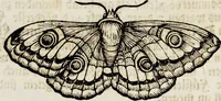 An illustration from (Band 2) (1683)