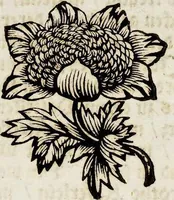 Picture 15 of 55 from (Band 2) (1683), leaf 41