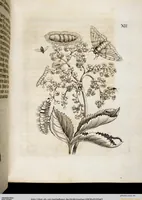Picture 16 of 55 from (Band 2) (1683), leaf 42