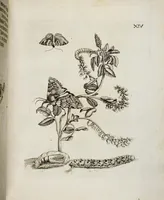 Picture 17 of 55 from (Band 2) (1683), leaf 48