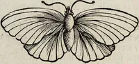 An illustration from (Band 2) (1683)