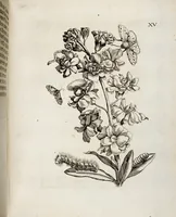 Picture 19 of 55 from (Band 2) (1683), leaf 51
