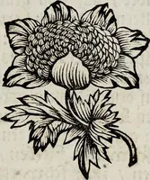 Picture 20 of 55 from (Band 2) (1683), leaf 53
