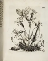 Picture 21 of 55 from (Band 2) (1683), leaf 54