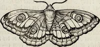 An illustration from (Band 2) (1683)