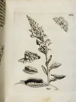 An illustration from (Band 2) (1683)