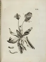 An illustration from (Band 2) (1683)