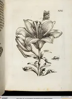 Picture 26 of 55 from (Band 2) (1683), leaf 69