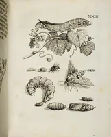 An illustration from (Band 2) (1683)