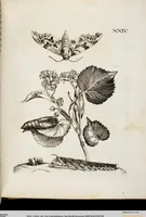 An illustration from (Band 2) (1683)