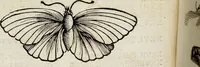 An illustration from (Band 2) (1683)