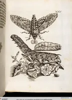 An illustration from (Band 2) (1683)