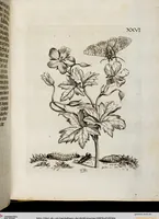 Picture 31 of 55 from (Band 2) (1683), leaf 84