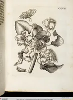 Picture 32 of 55 from (Band 2) (1683), leaf 87