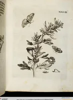 An illustration from (Band 2) (1683)