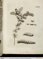 Picture 34 of 55 from (Band 2) (1683), leaf 93