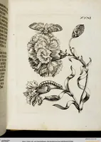 Picture 35 of 55 from (Band 2) (1683), leaf 99