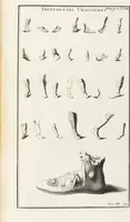 Picture 31 of 105 from (Band 3,1): L' Antiquité Expliquée Et Représentée En Figures: Les Usages de la vie; Tome Troisieme Premiere Partie, leaf 144