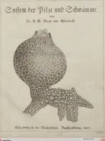 Picture 1 of 57 from Das System der Pilze und Schwämme: ein Versuch (1817), leaf 380