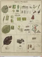 Picture 2 of 57 from Das System der Pilze und Schwämme: ein Versuch (1817), leaf 470