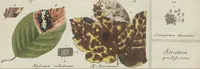 Picture 3 of 57 from Das System der Pilze und Schwämme: ein Versuch (1817), leaf 471