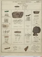 Picture 4 of 57 from Das System der Pilze und Schwämme: ein Versuch (1817), leaf 473